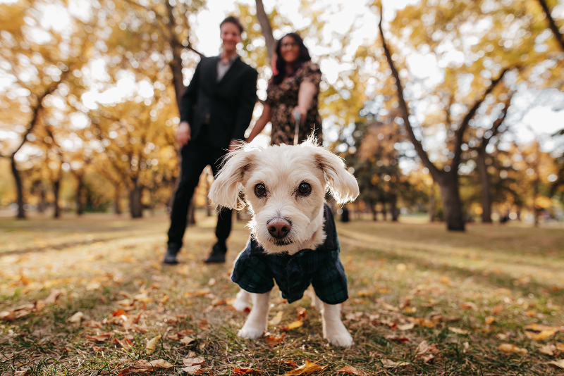 cute dog in couples engagement photos